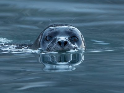 Harbor Seal
