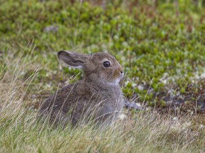 Hare