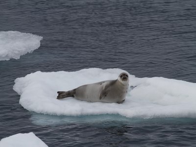 Harp Seal