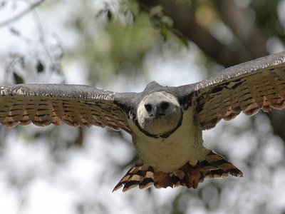 Harpy Eagle