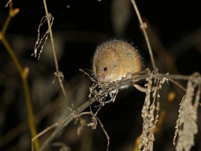 Harvest Mouse