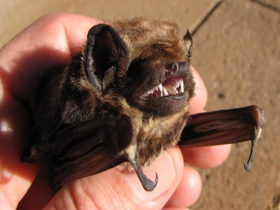 Hawaiian Hoary Bat