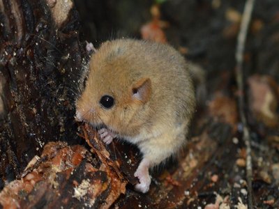 Hazel Dormouse