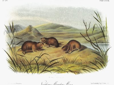 Heather Vole