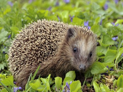 Hedgehog