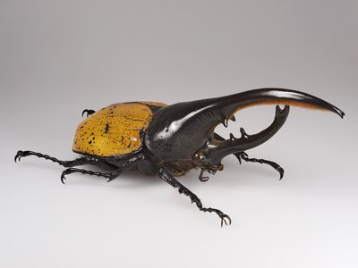 Hercules Beetle