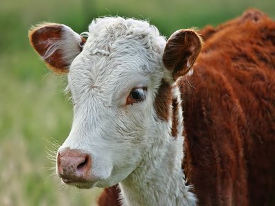 Hereford Cattle