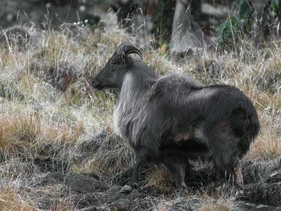 Himalayan Musk Deer