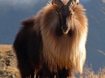 Himalayan Tahr