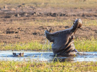 Hippopotamus