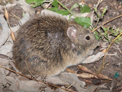 Hispid Cotton Rat