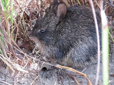 Hispid Hare