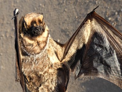 Hoary Bat