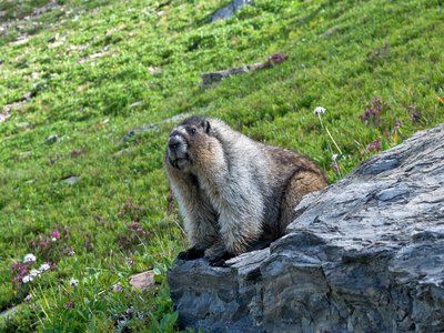 Hoary Marmot