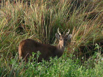 Hog Deer