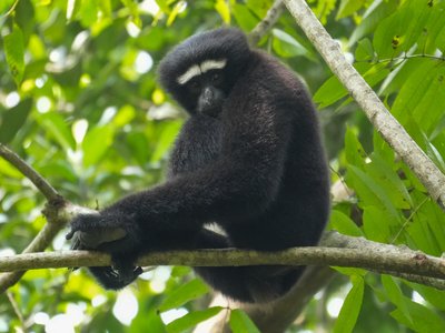 Hoolock Gibbon