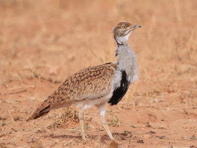 Houbara Bustard