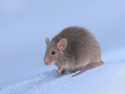 House Mouse
