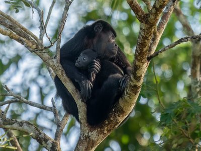 Howler Monkey