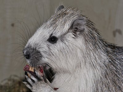 Hutia