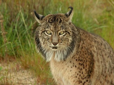 Iberian Lynx