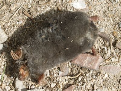 Iberian Mole