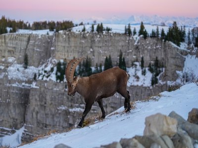 Ibex