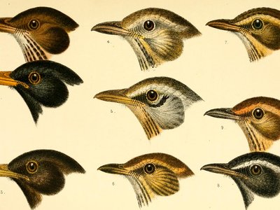 Icelandic Nuthatch