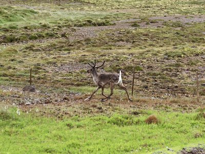 Icelandic Reindeer