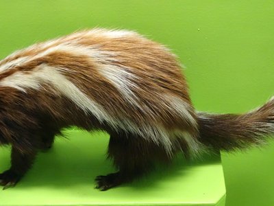 Ictonyx Striatus