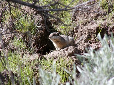Idaho Ground Squirrel