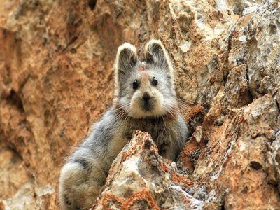 Ili Pika
