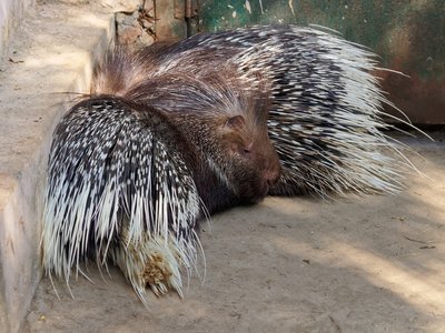 Indian Crested Porcupine