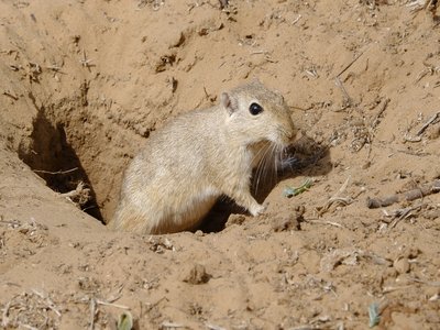 Indian Desert Jird