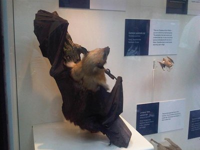 Indian False Vampire Bat
