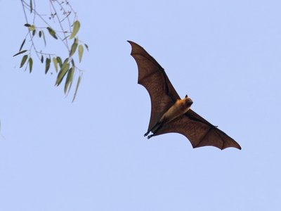 Indian Flying Fox