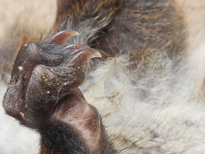 Indian Flying Squirrel