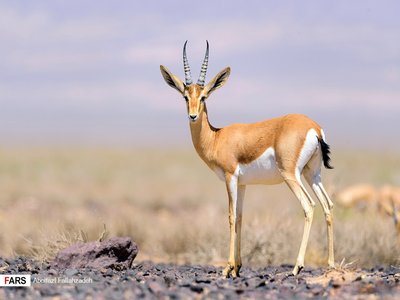 Indian Gazelle