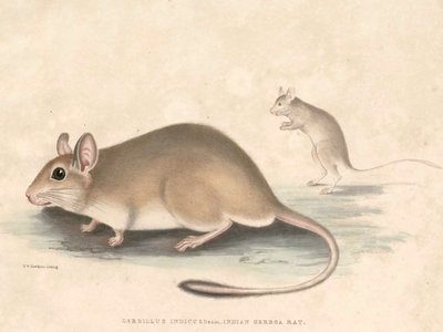 Indian Gerbil
