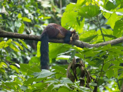 Indian Giant Squirrel