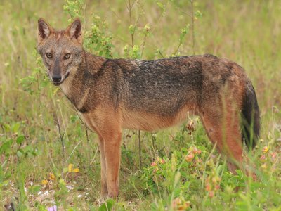 Indian Golden Jackal