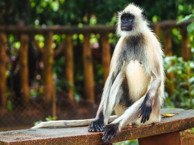 Indian Gray Langur