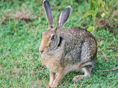 Indian Hare