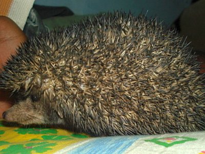 Indian Hedgehog