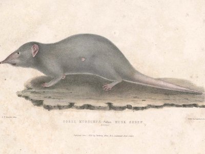 Indian House Shrew
