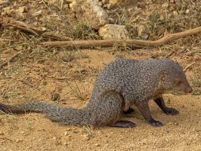 Indian Mongoose