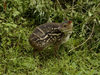 Indian Mouse Deer