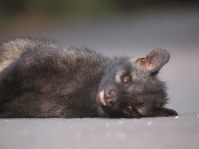 Indian Palm Civet