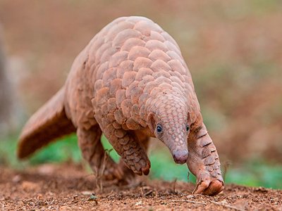 Indian Pangolin