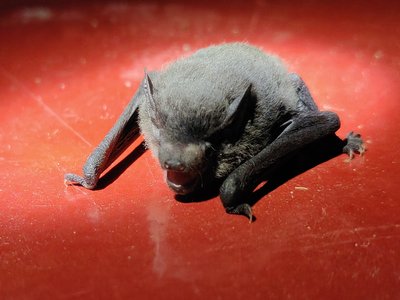Indian Pipistrelle